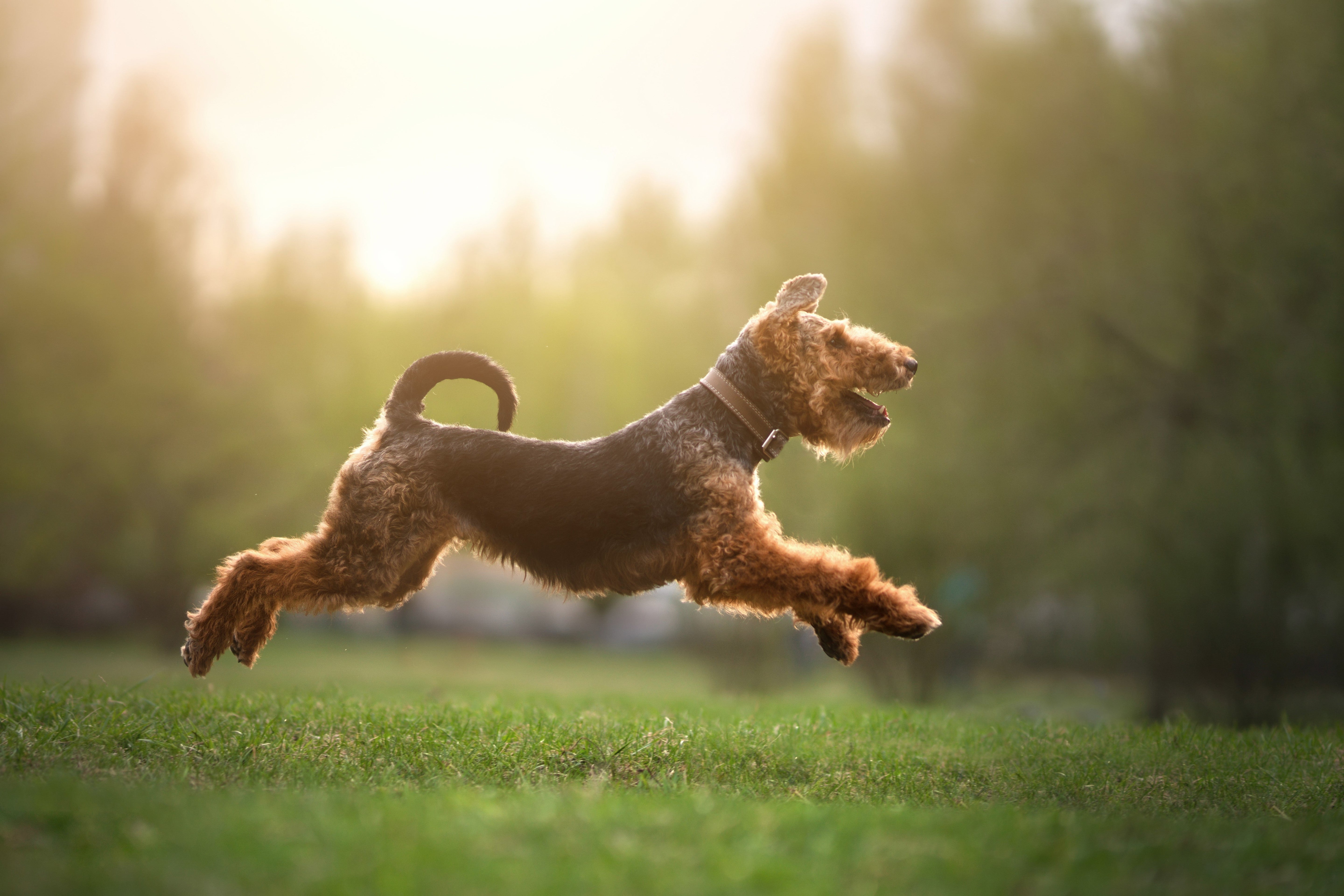 Nourish Your Pet's Coat with Giovanni® Eco Chic Pet® Professional Pet Care Collection