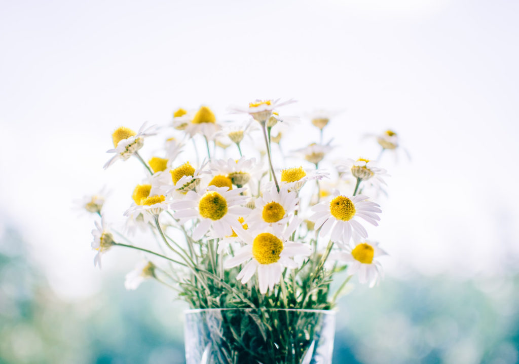 A close-up of chamomile flowers in a vase against a blurry background.
