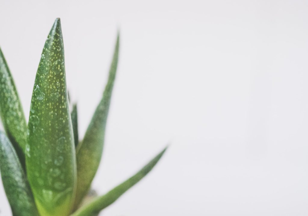 The pointed green leaves of an aloe vera plant against a plain background.